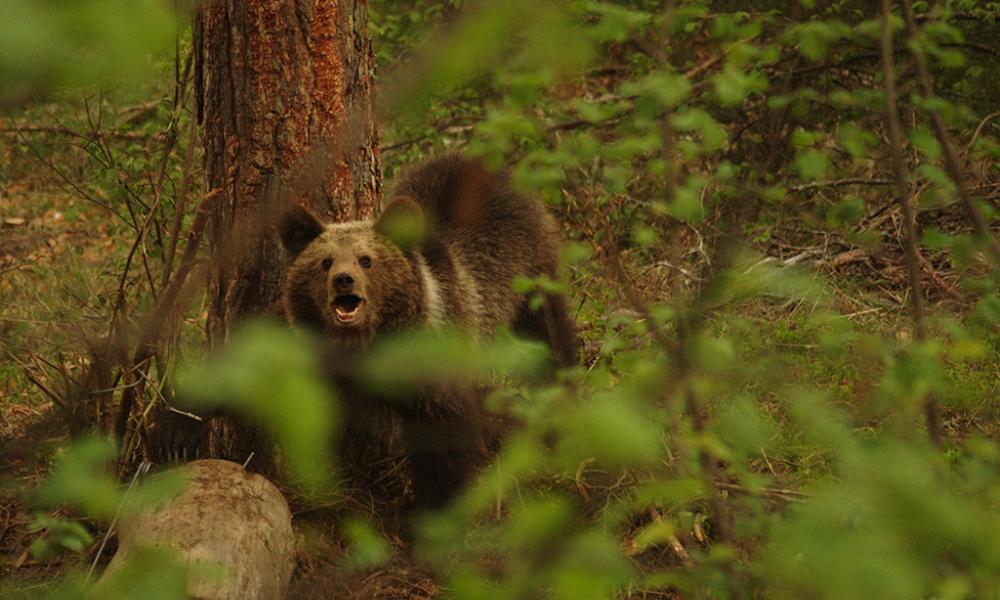 Protecting Pirin National Park, Bulgaria | WWF